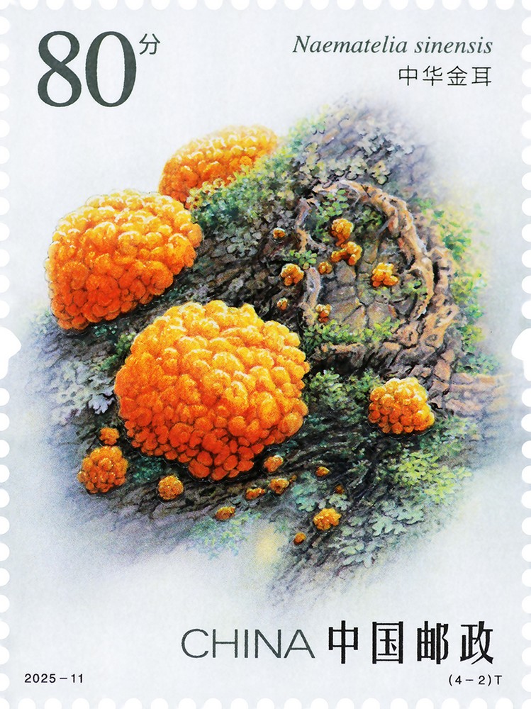 2025-11_（4-2）T_单枚.jpg