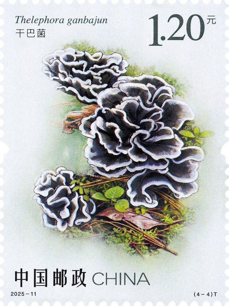 2025-11_（4-4）T_单枚.jpg