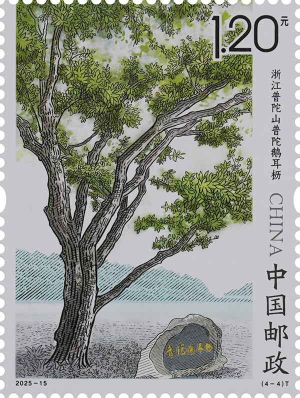 2025-15（4-4）T_单枚.jpg